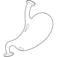 Stomach. Human organ. line drawing png