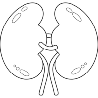 Kidney. Human organ. line drawing png