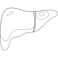 Liver. Human organ. line drawing png