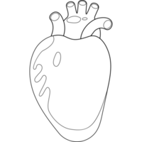 coração. humano órgão. linha desenhando png