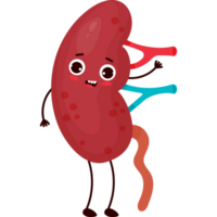 character organ kidney png