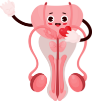 Cute cartoon character male reproductive organ png