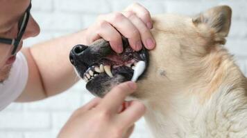 mascota cuidado. propietario cepillado dientes de linda mezclado raza perro a hogar video