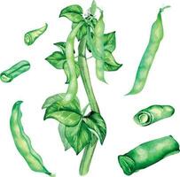 Plant green beans, haricot watercolor illustration isolated vector