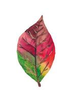 Watercolor colorful and bright drawing autumn leaf isolated on white background vector