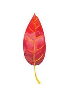 Red watercolor artistic leaf. Autumn time. Isolated on white. vector