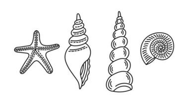 Seashells Doodles elements vector