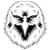 Cat hawk illustration vector