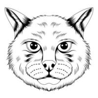 Cat hawk illustration vector