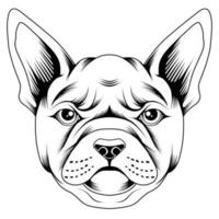 French bulldog vector illustration