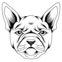 French bulldog vector illustration