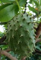 a green thorny fruit on the tree photo