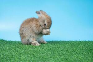 Furry and fluffy cute Black rabbit is Standing on two legs on Green grass and blue background and cleaning the front legs. Concept of rodent pet and easter. photo