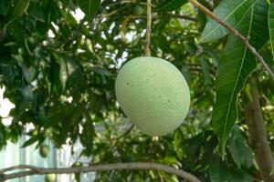 crudo mango en árbol. asiático Fruta en verano. foto