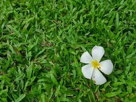 blanco florecer flor en césped campo foto