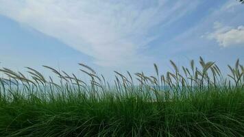 Green grass against the blue sky and cloud panorama view photo