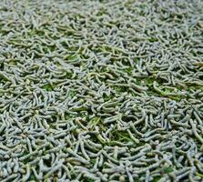 Silkworms on mulberry leaves photo