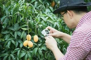 Asian farm man is checking his sour and sweet fruit called Marian Plum or Thai Plango or Marian Mango, of Plum Mango in his outdoors fruit garden photo