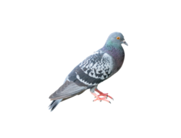 Single wild pigeon standing isolated with clipping path in png file format