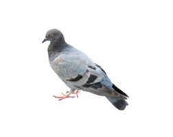 Single wild pigeon standing isolated with clipping path in png file format