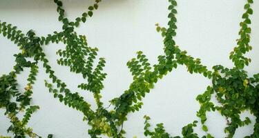 Green ivy eco wall. Closeup green creeping plant climbing on white concrete pole. Green leaves texture background. Green leaves of ivy. Sustainable building. Close to nature. Eco-friendly building. photo