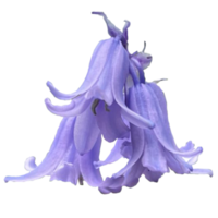 comum bluebell transparente png