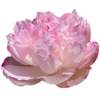 pivoine fleur rose transparent png