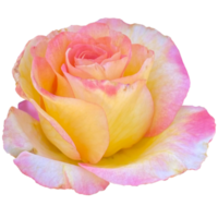 Rosa paix fleur png