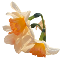 Close up of cream daffodils with orange flowers png