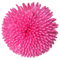 bellis Blume transparent png