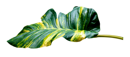 groen bladeren patroon van epipremnum aureum gebladerte geïsoleerd, blad exotisch tropisch, duivel klimop, gouden pothos png