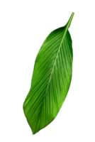 Green leaves pattern,leaf Canna indica tree isolated png