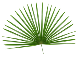 verde folhas padrão, folha Palma árvore isolado png