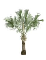 Copernicia hospita palm isolated png