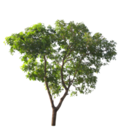 grüner Baum isoliert png