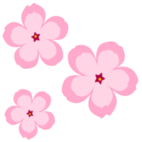 Sakura rose fleurs png