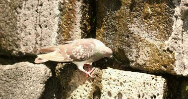 Pombo em a musgoso quadra pedra parede com rastejando selvagem lagarto. fechar acima video