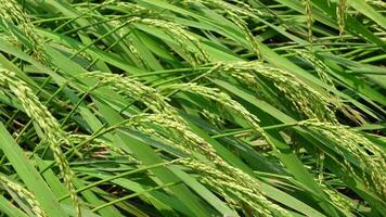 biologique brut paddy des champs sur vaste paddy terres en dessous de ensoleillé ciels. une scène de mûr riz dans une champ dans le campagne. video