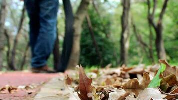 uomo escursioni a piedi nel parco sentiero e far cadere sciarpa autunno giorno, ingiallito le foglie caduta a partire dal rami con vento, selettivo messa a fuoco, granuloso effetto video