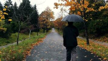 Man walking with umbrella in cold autumn day, man passing on paving stone by between tree and leaves rainy day, selective focus, grainy effect video