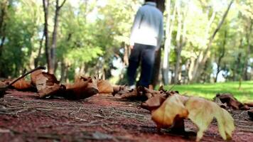 Mann Gehen schnell im Natur Park, Mann Gehen schnell im natürlich Park auf ein sonnig Herbst Tag mit mit Natur Landschaft, selektiv Fokus video