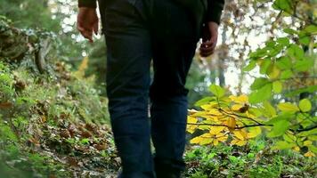 Man walking in forest on cool autumn day, man walking through green trees and plants in wet and damp forest after rain, selective focus video