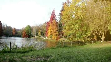 Autumn forest park garden landscape video