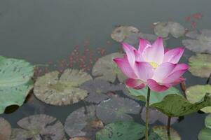 vintage style lotus pond for background photo