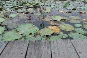 Wooden table on lotus pond field background - nature photo