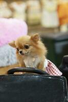 Brown puppy wearing red skirt - animals photo