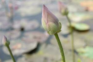 Lotus pond in the garden with blurred background photo