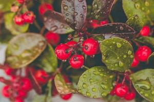 gaulteria planta con rojo bayas después lluvia foto