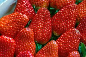 Fresh harvested strawberries background photo