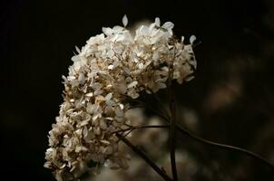 Hydrangea dried flowers in the garden. Natural background photo